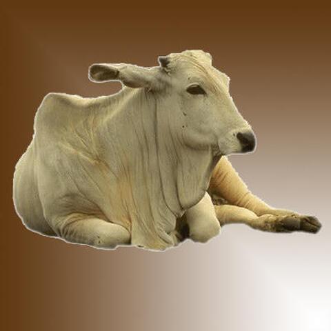 Duru / boeuf