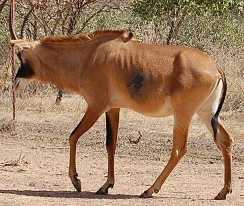 Dunbiri / Cobe de Buffon