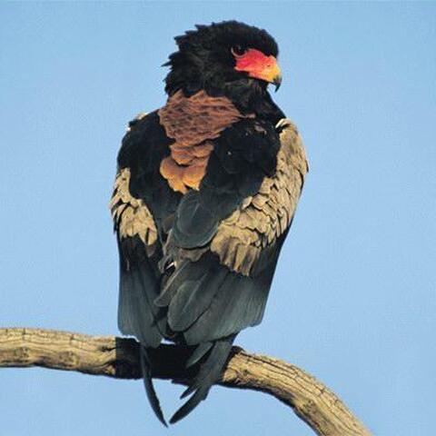 Kɔrɔ/aigle