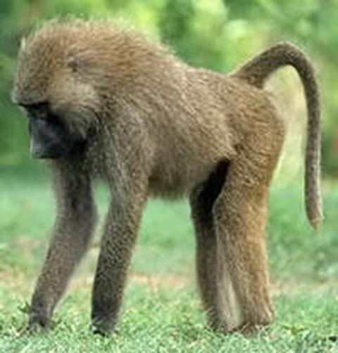 Kaarɩ / singe