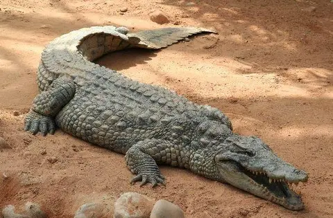 Bansa / Crocodile