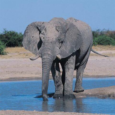 Bɩn / éléphant