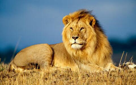 Yarakanda / Lion