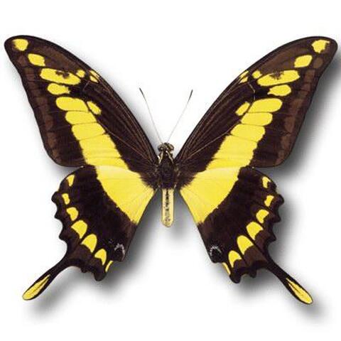 Gonpɩɲaanɩ/ Papillon